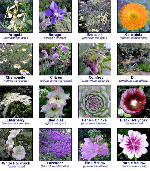 Top 100 loại hoa mang ý nghĩa sâu sắc trong cuộc sống