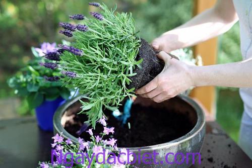 y nghia hoa lavender trong phong thuy